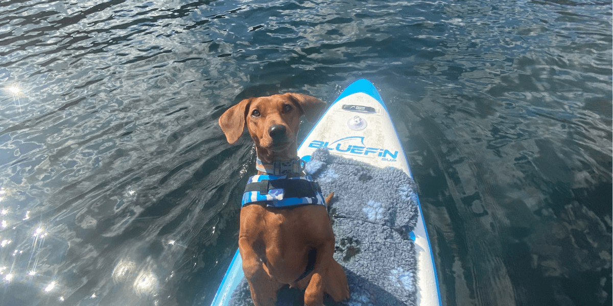 A dog sat on a paddleboard