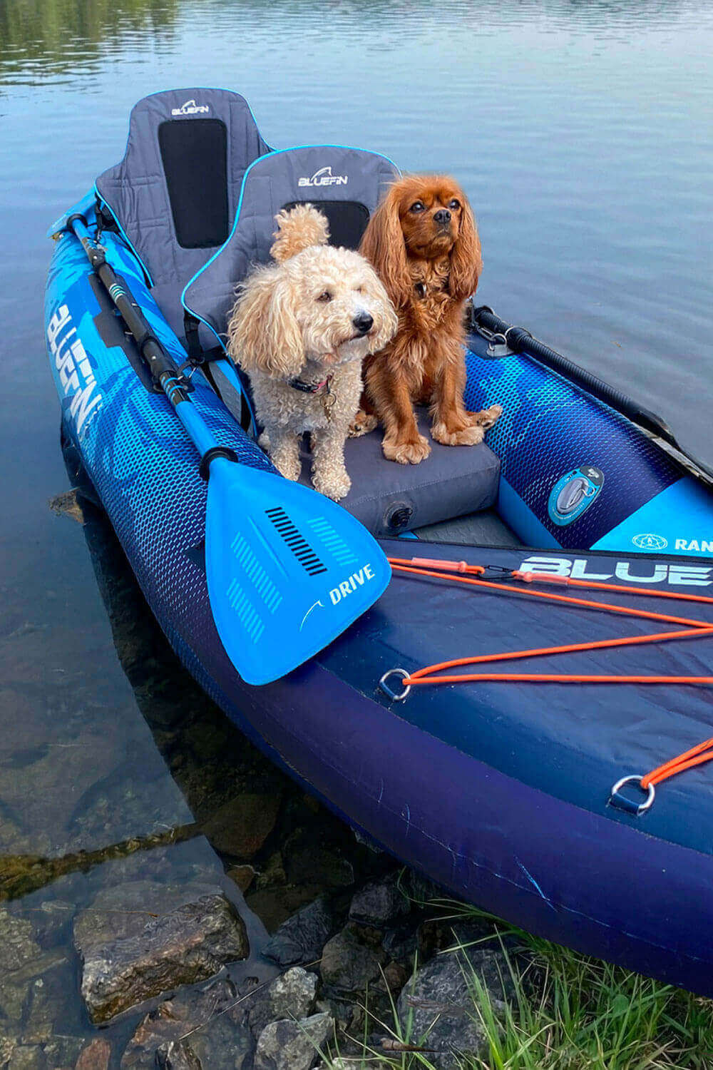 Inflatable paddleboard with two dogs sitting on it, blue paddle, and calm water background