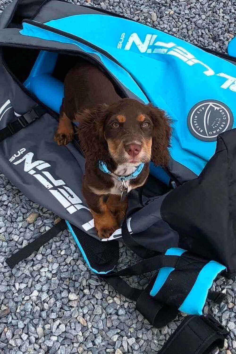 Brown and tan puppy sitting inside a blue and black paddleboard bag on gravel.