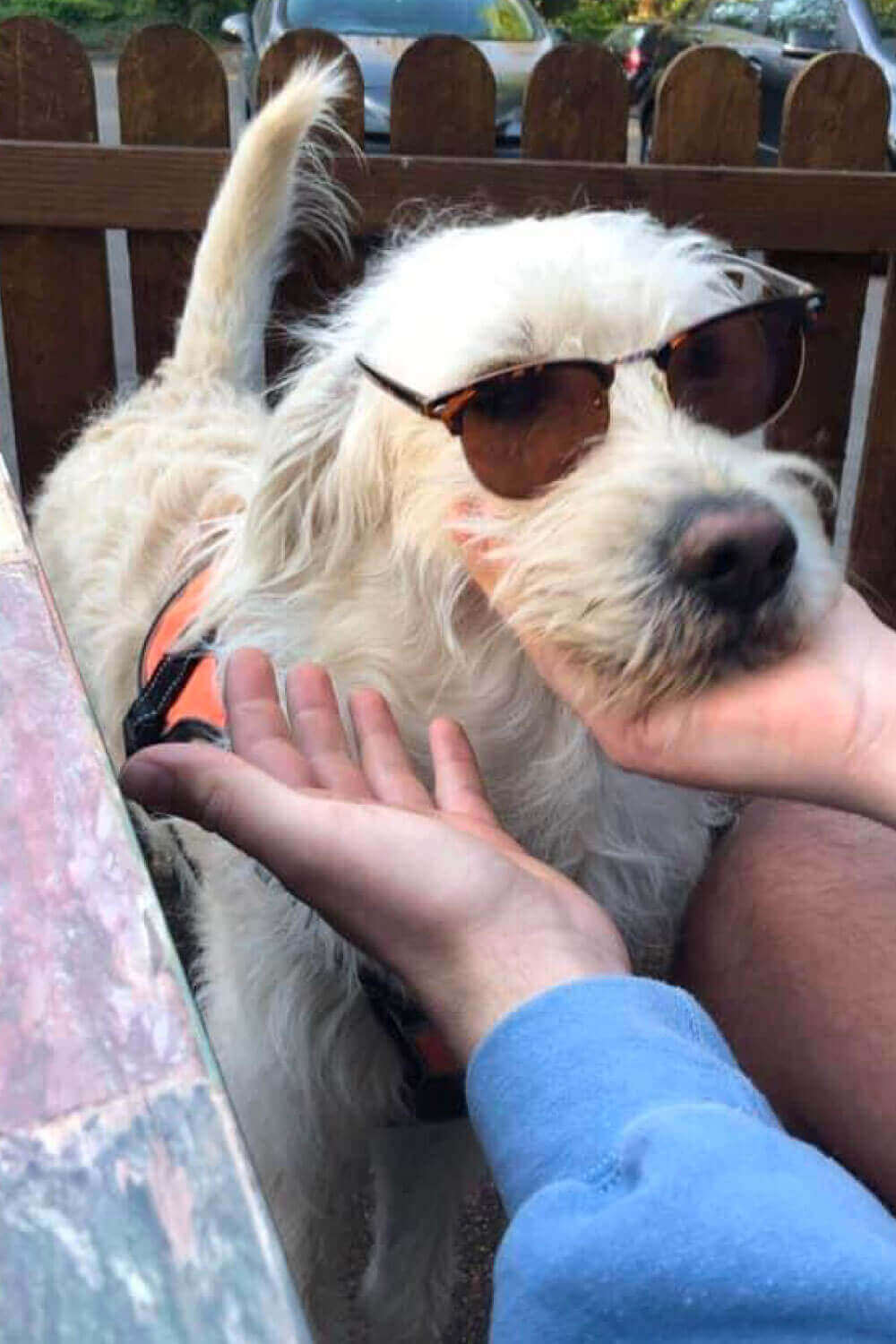 White dog wearing sunglasses being petted by a person at a table outdoors