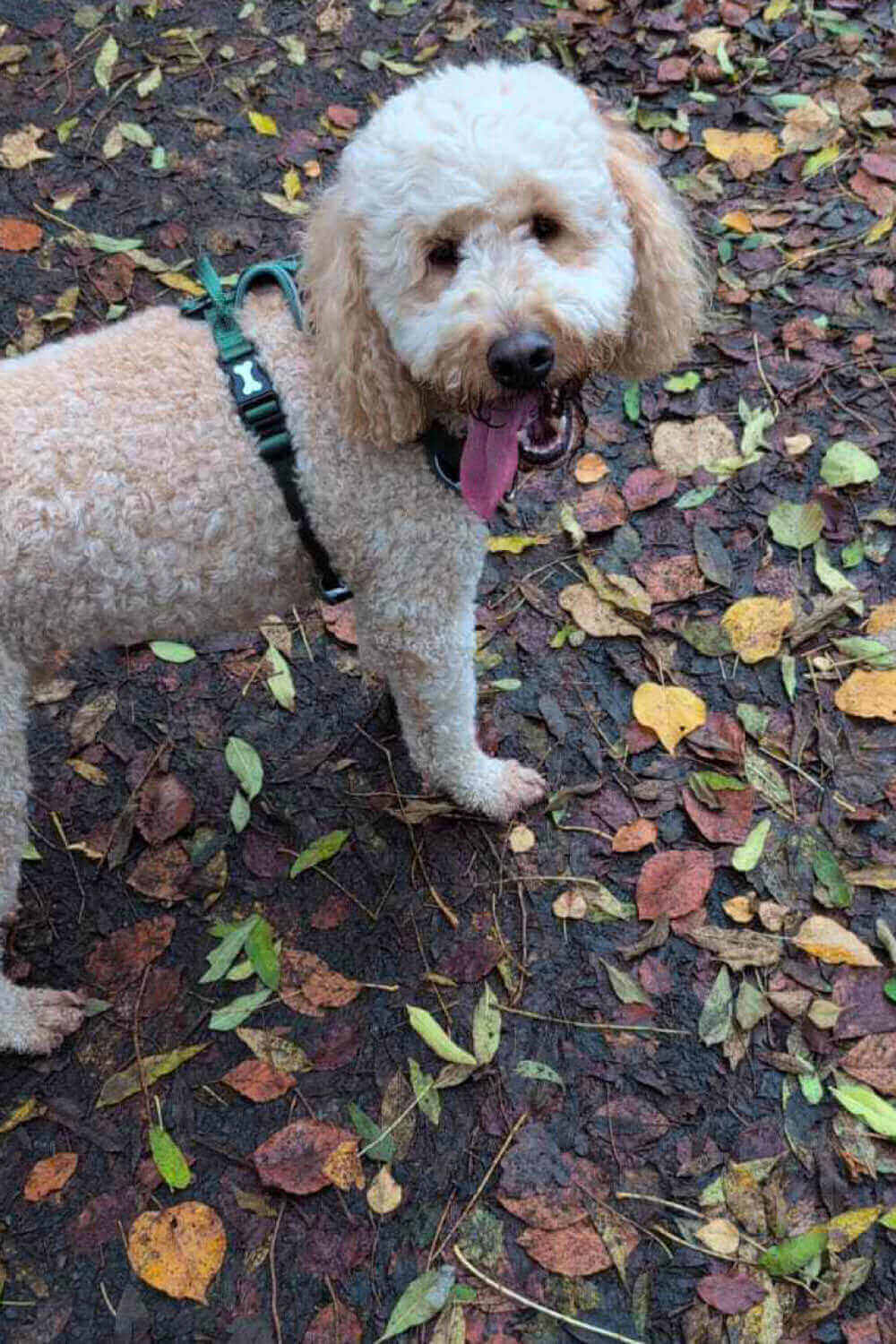 Light brown curly-haired dog wearing a green harness, standing on a ground covered with autumn leaves.