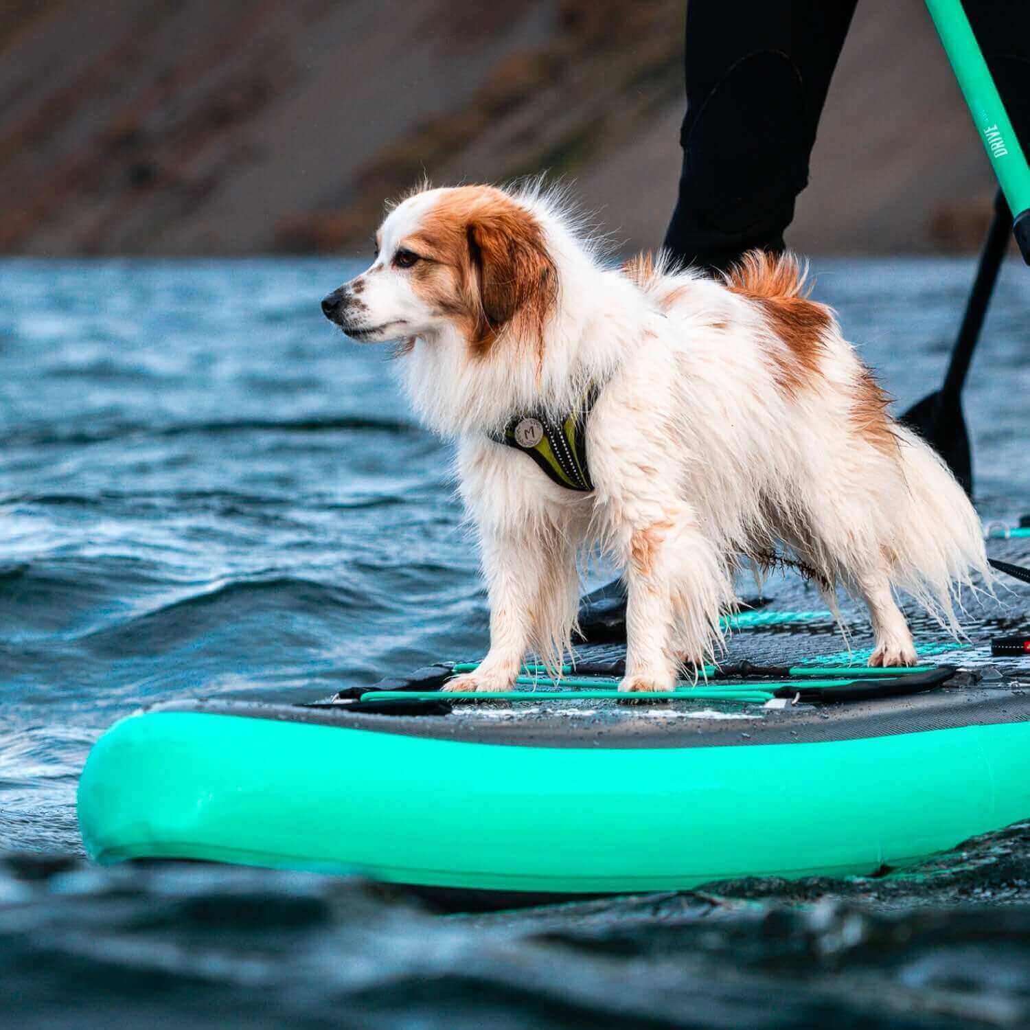 Dog standing on a teal inflatable paddleboard in water, wearing a black harness.