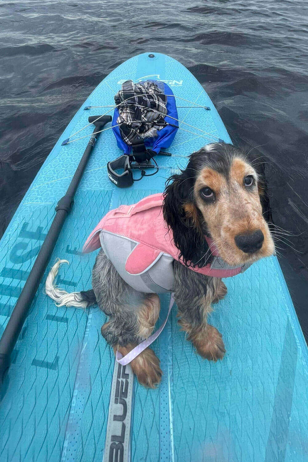 Dog wearing a pink life jacket sitting on a blue paddleboard with gear in the background on water.