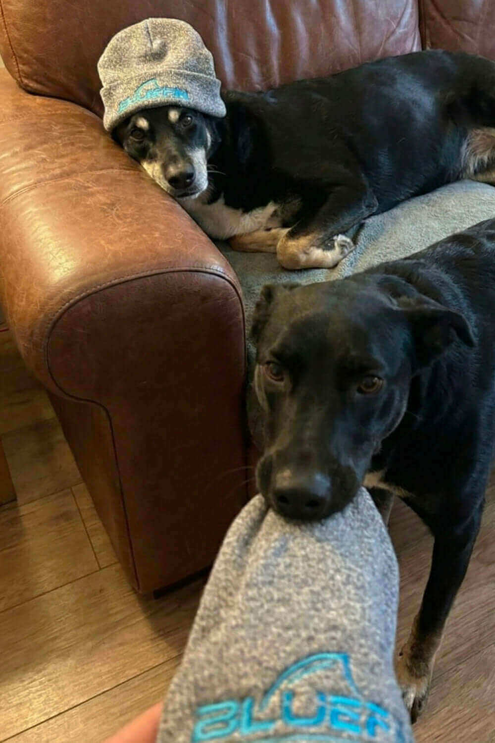 Two dogs on a brown couch; one wearing a gray beanie, the other holding the beanie in its mouth.