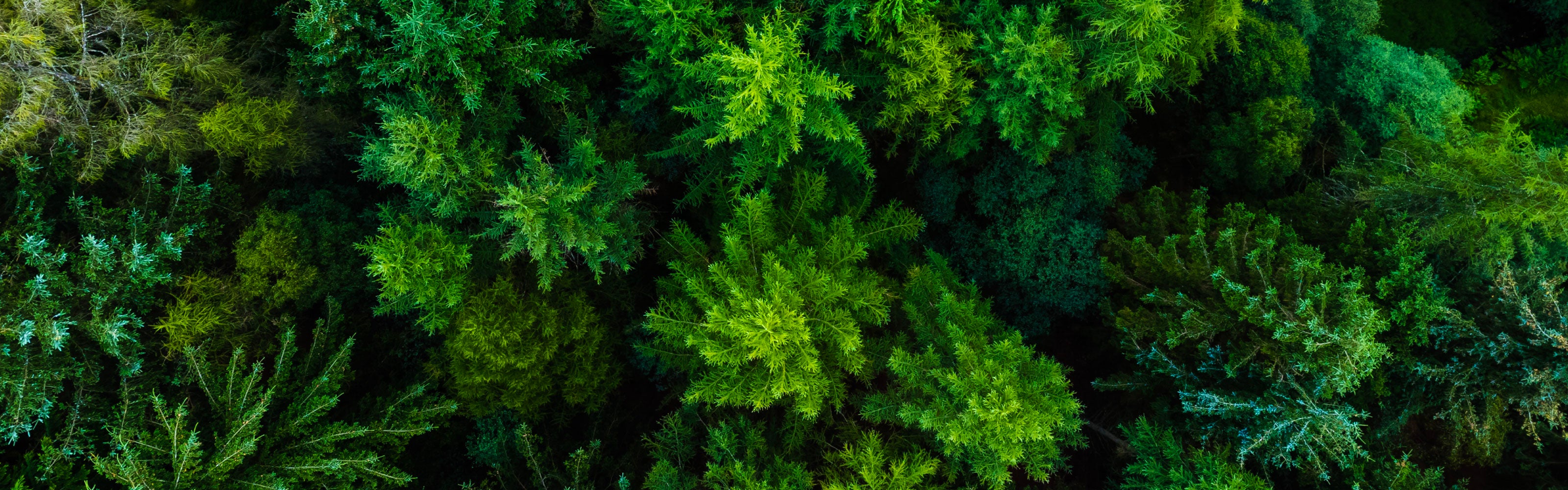 Aerial view of dense, vibrant green forest canopy with various shades of green foliage.