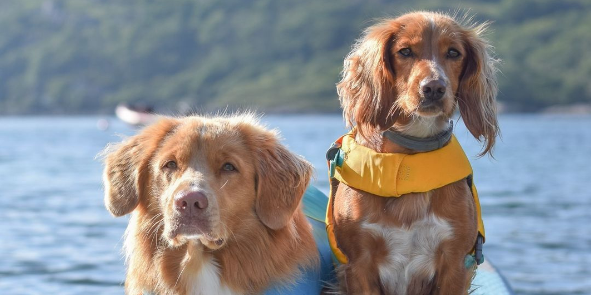 Fun With Dogs on SUP